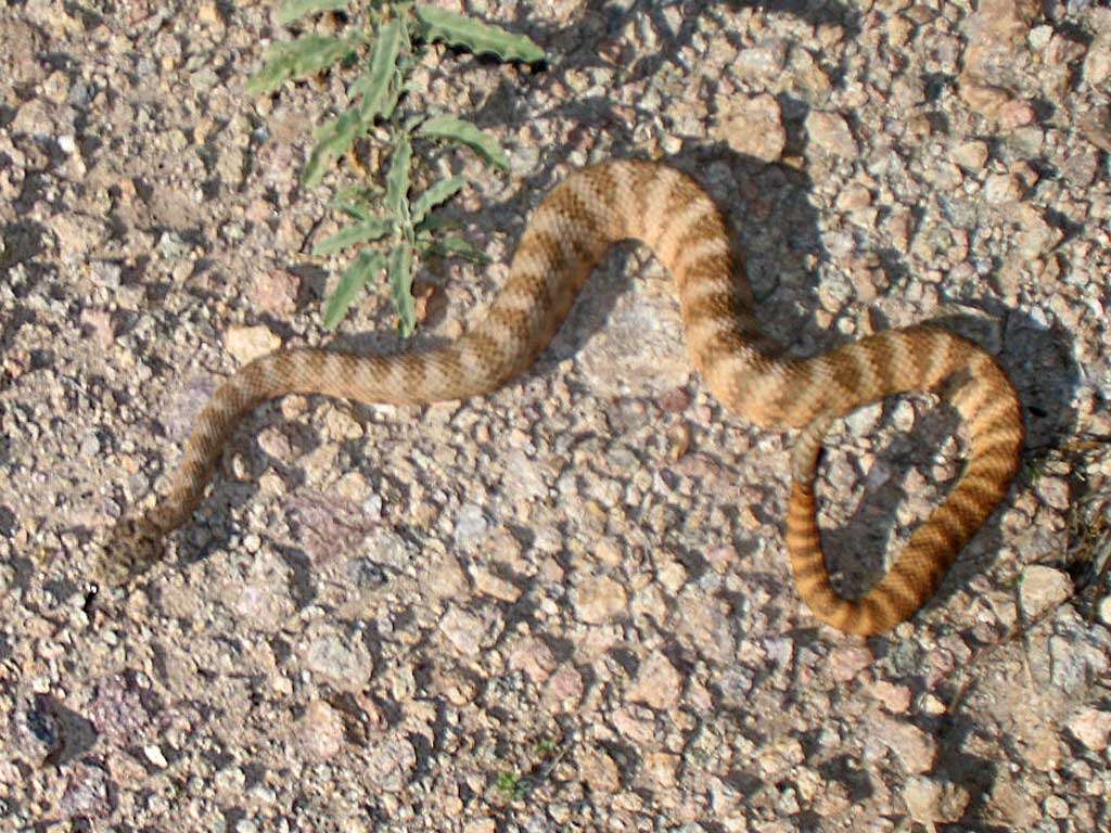 Image of Tiger Rattlesnake