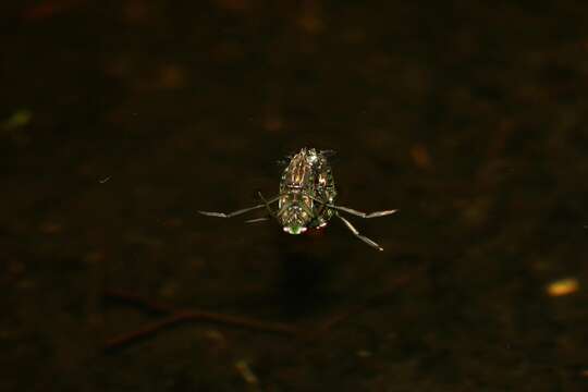 Image of Water boatman