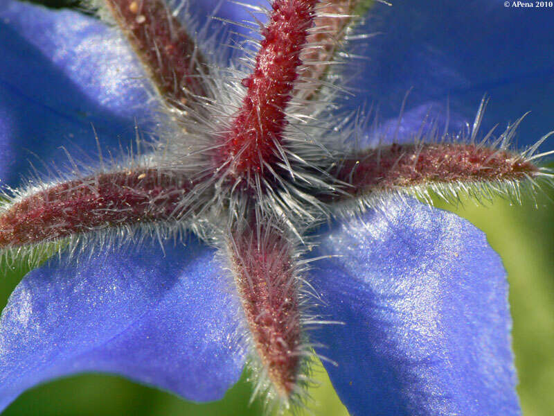 Image of borage