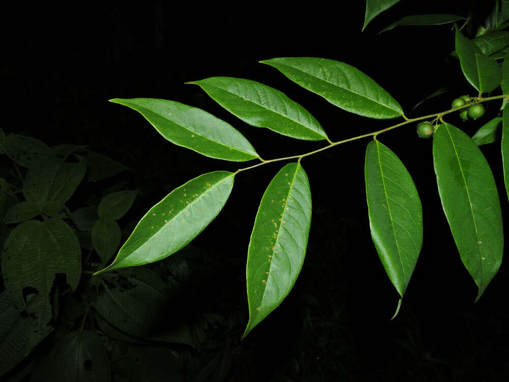 Image de Phyllanthus skutchii Standl.