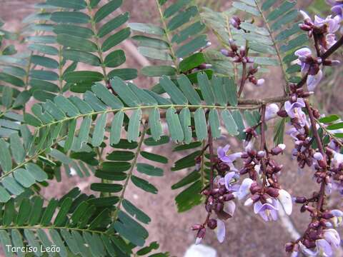 Image de Machaerium isadelphum (E. Mey.) Standl.