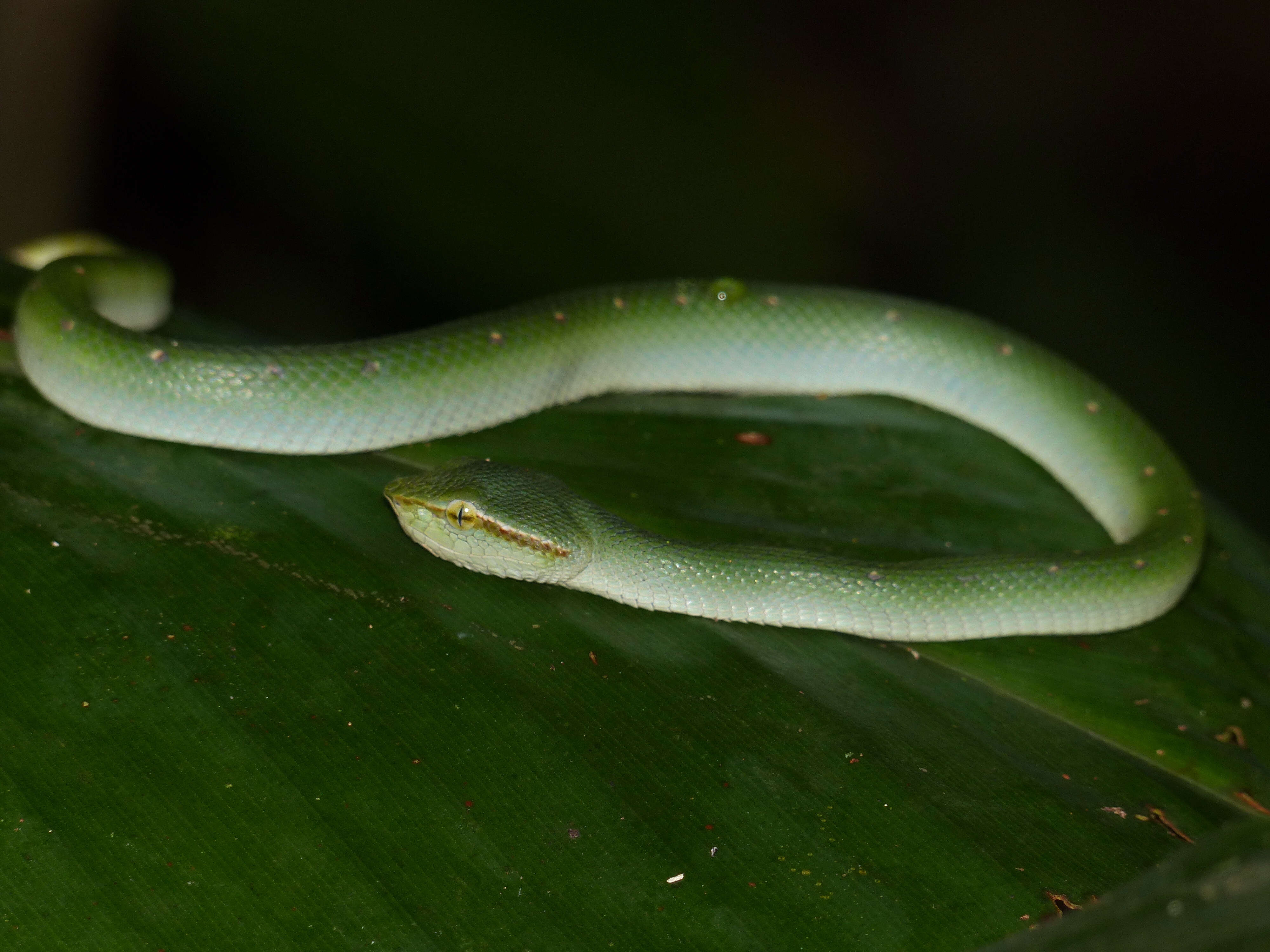 Image de Tropidolaemus subannulatus (Gray 1842)