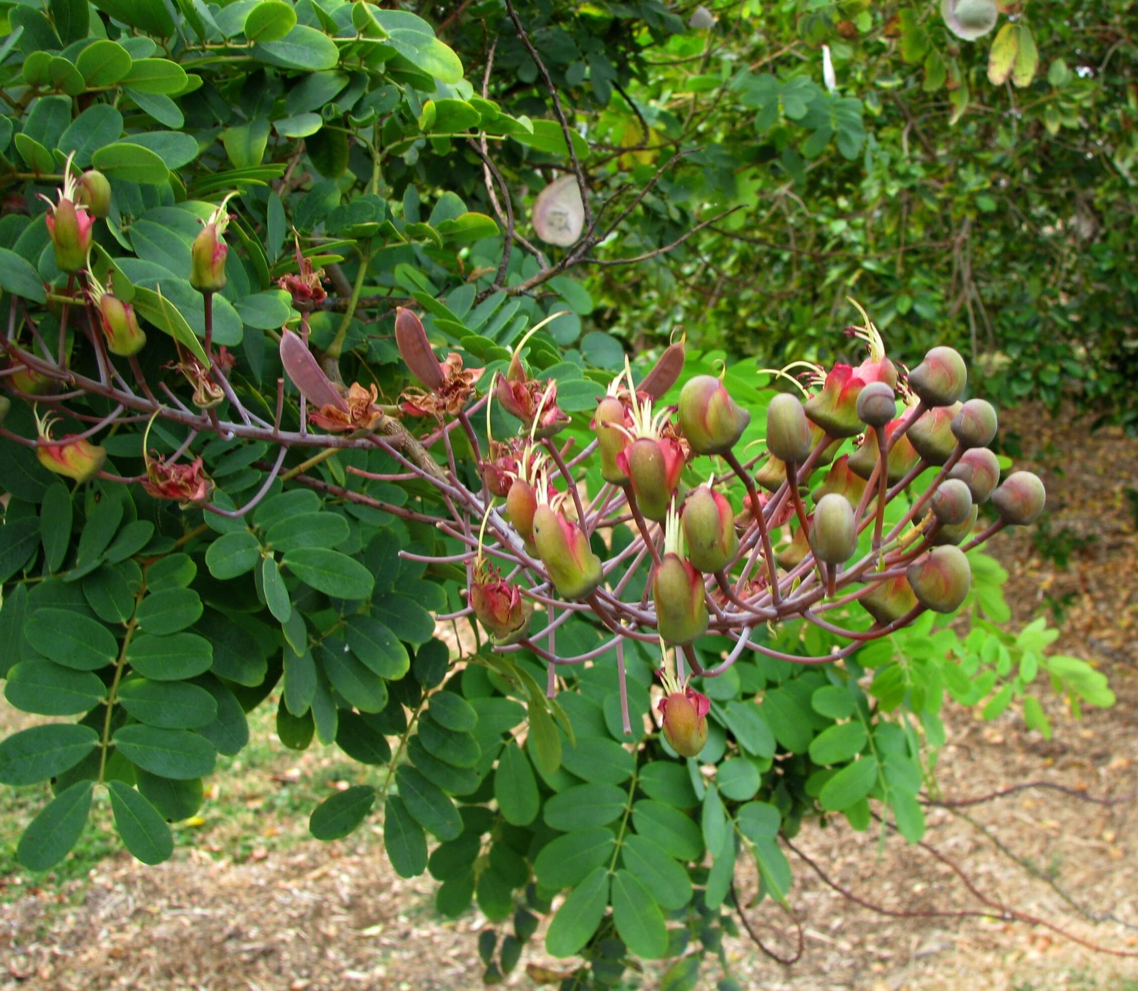 صورة Caesalpinia kauaiensis H. Mann