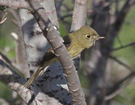 Image of Empidonax Cabanis 1855