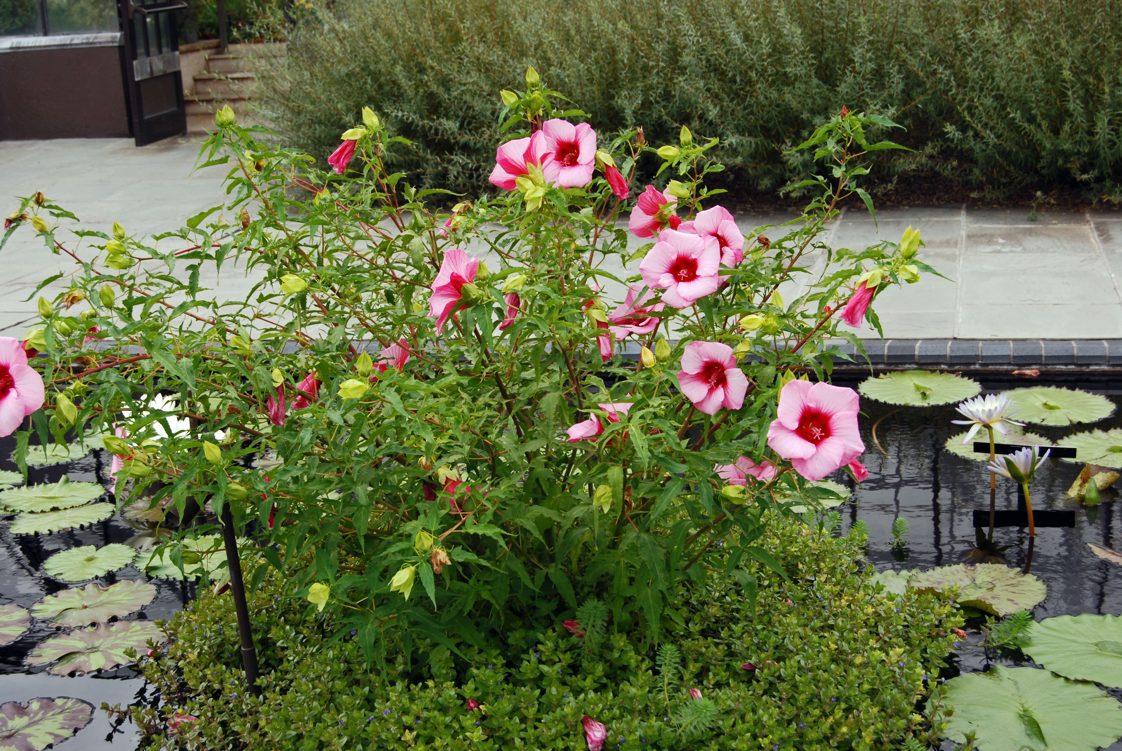 Image of rose of Sharon