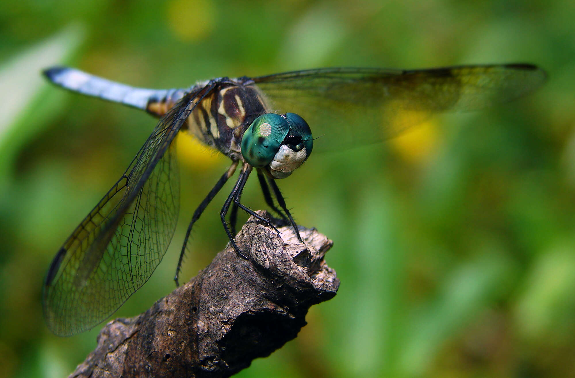 Image of Blue Dasher