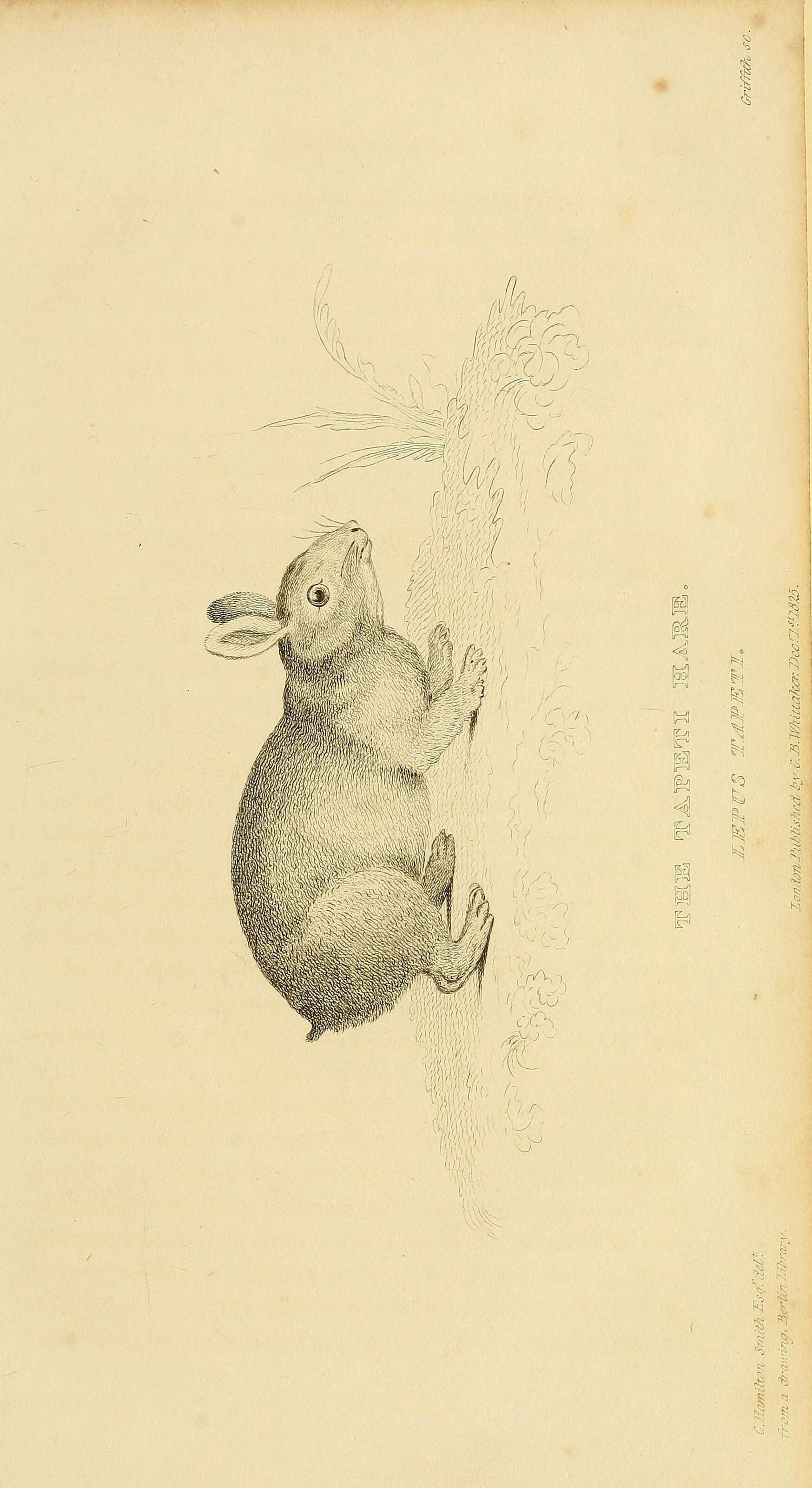 Image de Sylvilagus Gray 1867