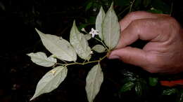 Image of Solanum maranguapense Bitter