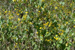 Image of toothleaf goldeneye