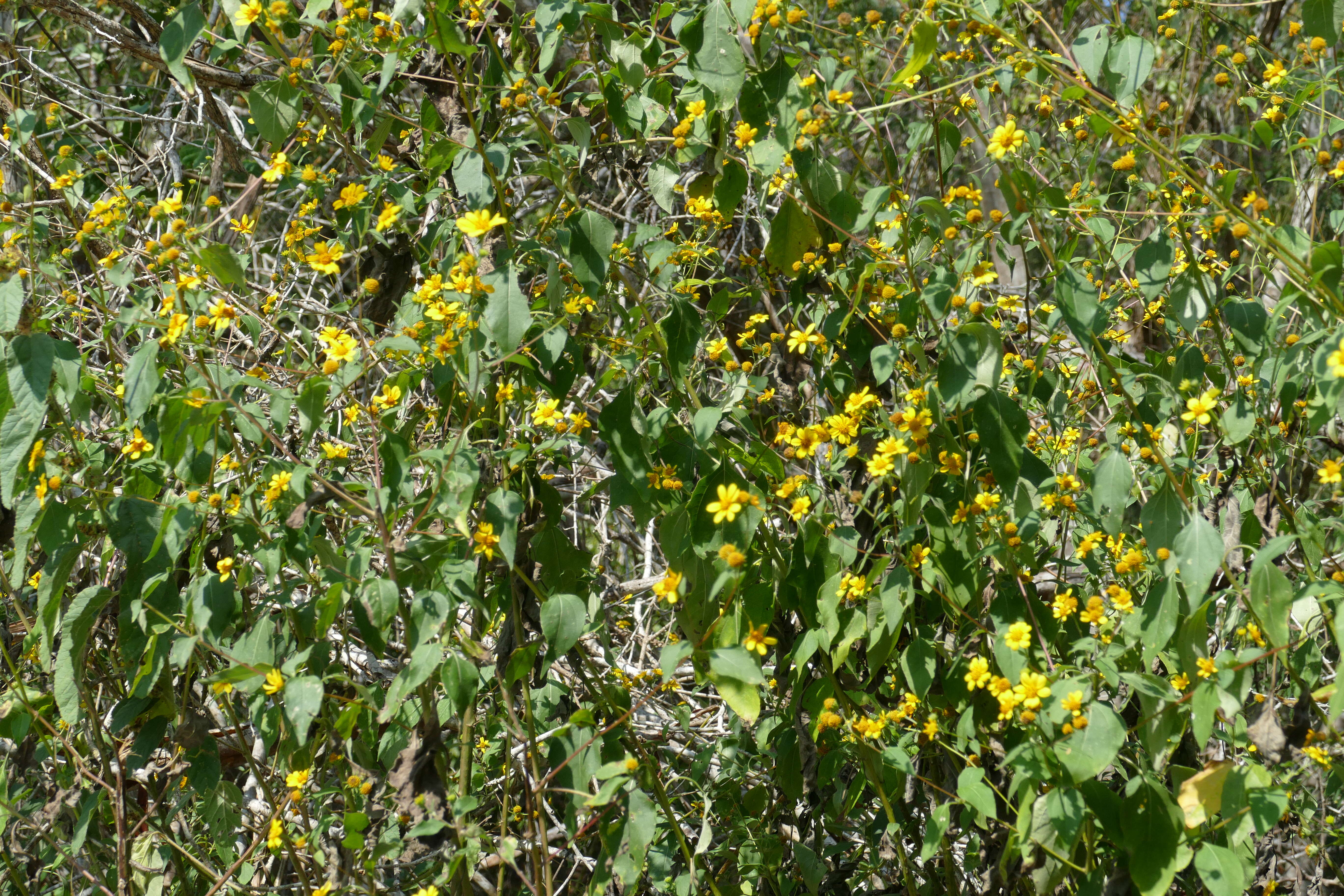 Image of toothleaf goldeneye