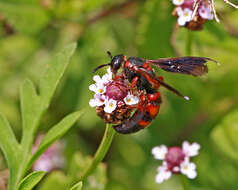 Image of Scolia nobilitata (Fabricius 1805)