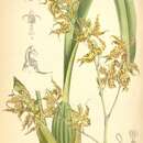 Image of Oncidium odoratum (Lindl.) Beer