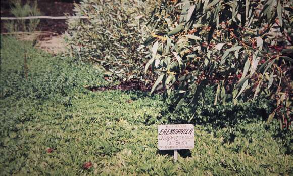 Image of Eremophila glabra (R. Br.) Ostenf.