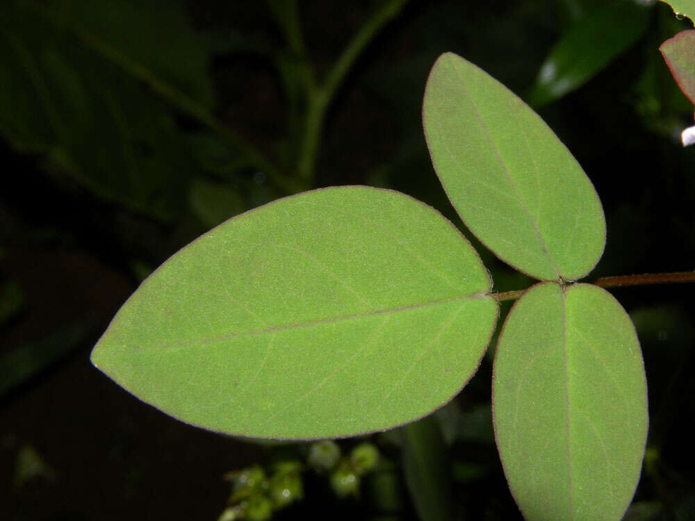 Image of Oxalis microcarpa Benth.