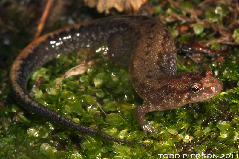 Image of dusky salamanders
