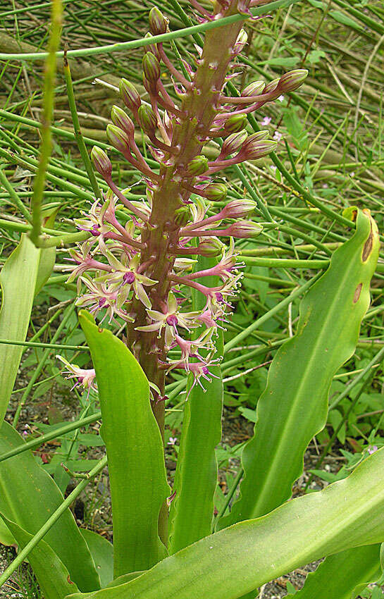 Imagem de Eucomis comosa (Houtt.) Wehrh.