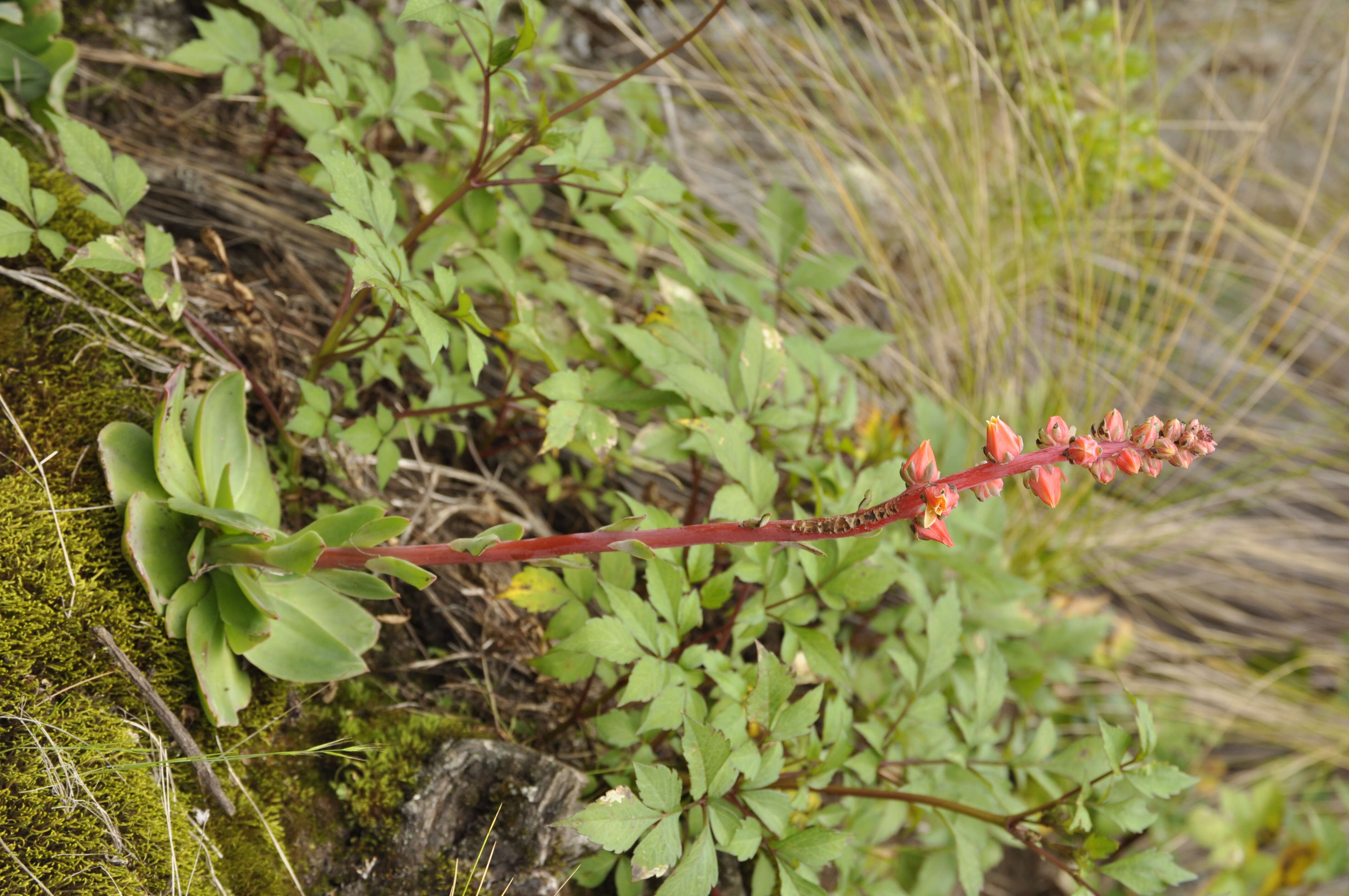 Imagem de Echeveria mucronata Schltdl.