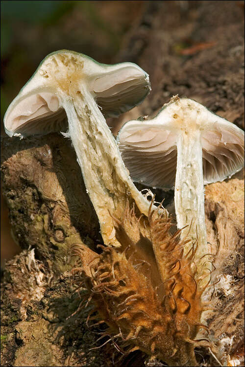 Image of Stropharia