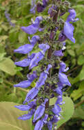 Image of plectranthus