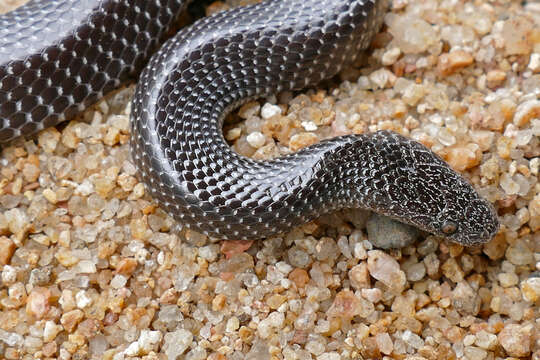 Image of Cape Wolf Snake