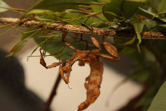 Image of Extatosoma tiaratum (Macleay & W. S. 1826)