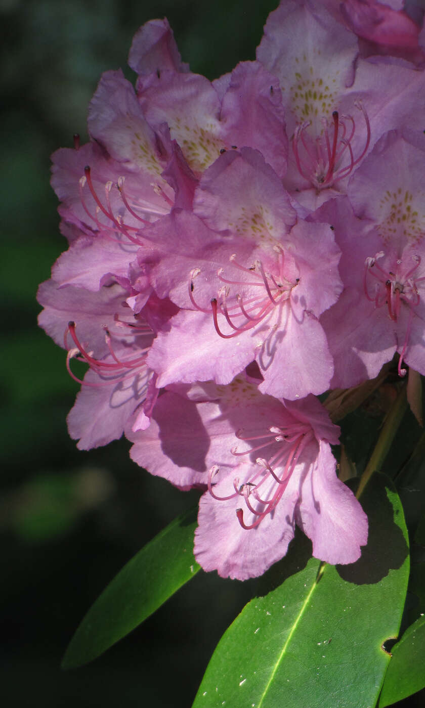 صورة Rhododendron catawbiense Michx.