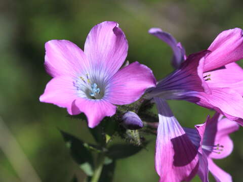 Image of Linum heterosepalum Regel