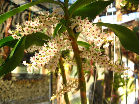 Image de Pinalia floribunda (Lindl.) Kuntze