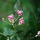 Ardisia conspersa E. Walker resmi