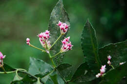 Image of Ardisia conspersa E. Walker