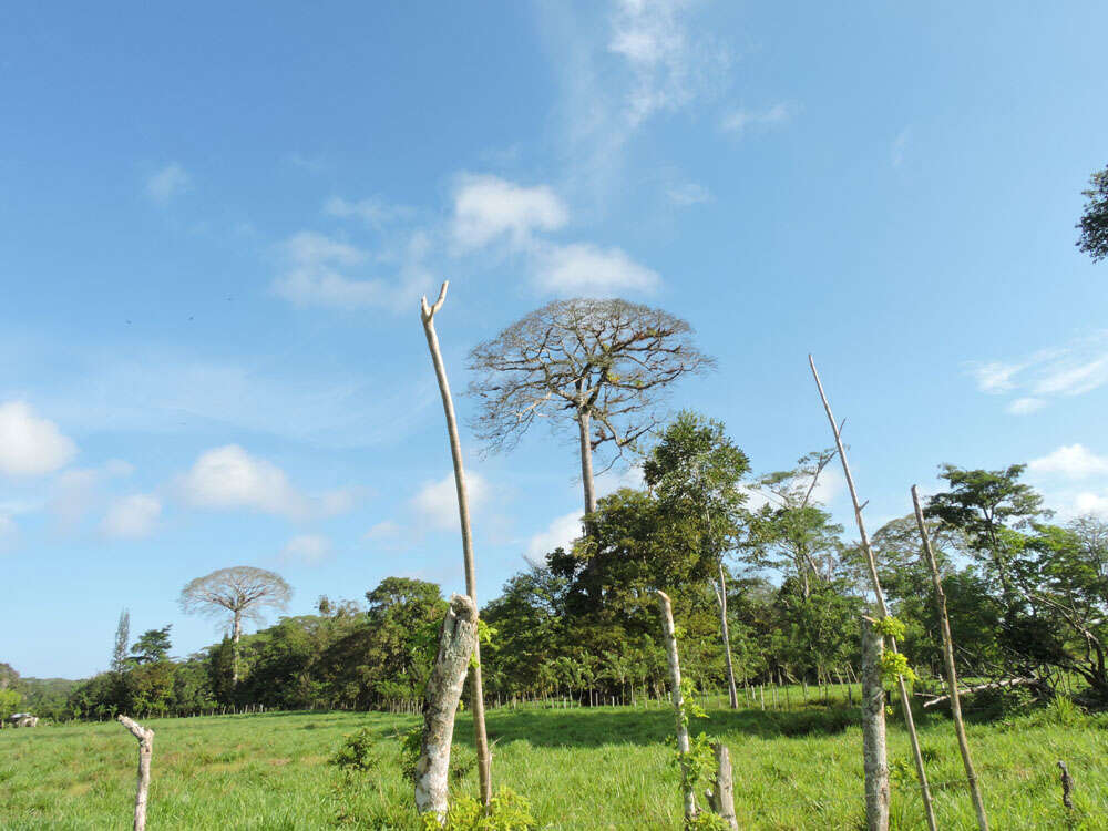 Image of ceiba