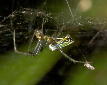 Image of Basilica Orbweaver