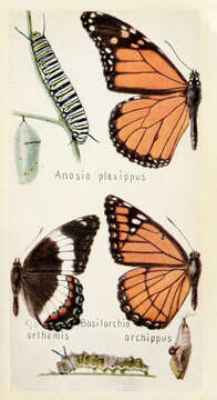 Image of Monarch Butterfly