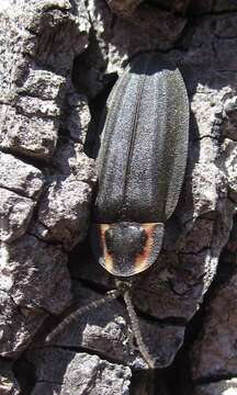 Image of Diurnal Fireflies