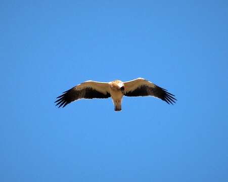 Image of Booted Eagle