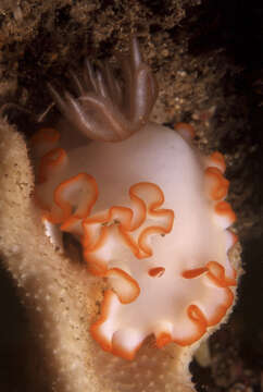 Image of Ardeadoris averni (Rudman 1985)