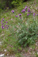 Image of greater knapweed