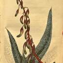Sivun Gasteria carinata var. verrucosa (Mill.) van Jaarsv. kuva