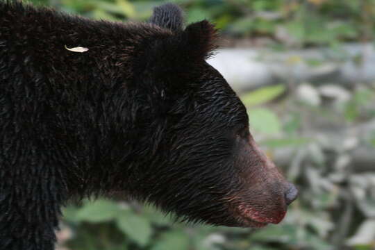 Image of grizzly bear