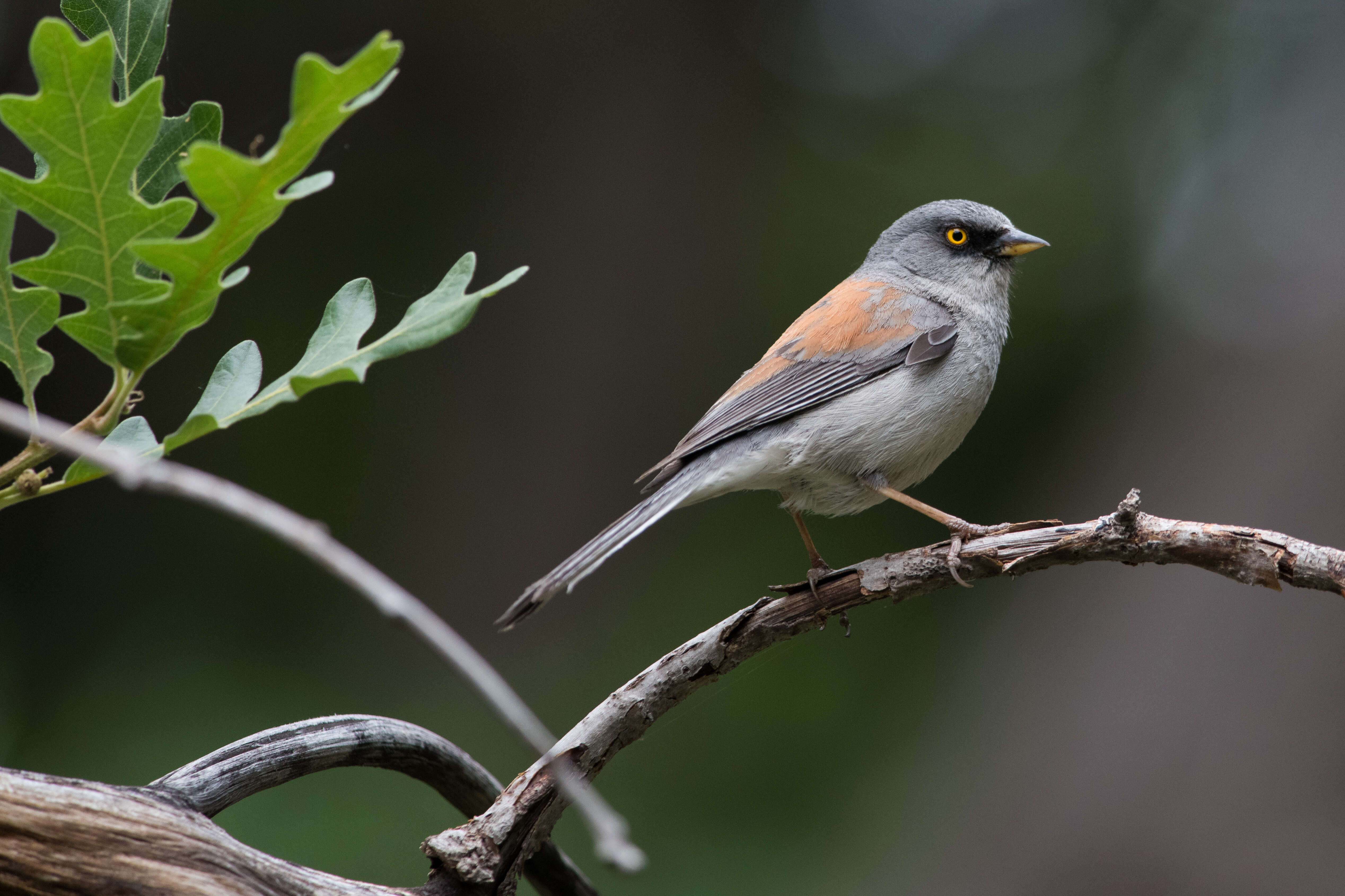 Image of juncos