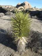 Image of narrowleaf yucca