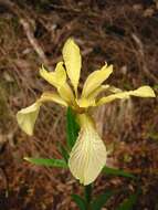 Image of stinking iris