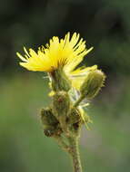 Image de Sonchus