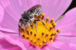 Image of Coelioxys froggatti Cockerell 1911