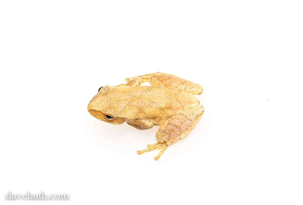 Image of Spring Peeper