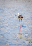 Image of Black-winged Stilt