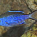 Sivun Sinineitokala kuva