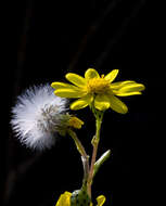 Image of coastal ragwort