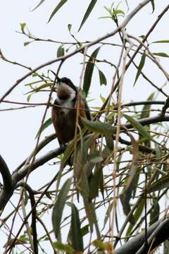 Image of Spinebill