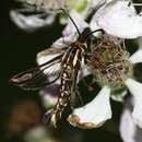 Image de Pyropteron triannuliforme